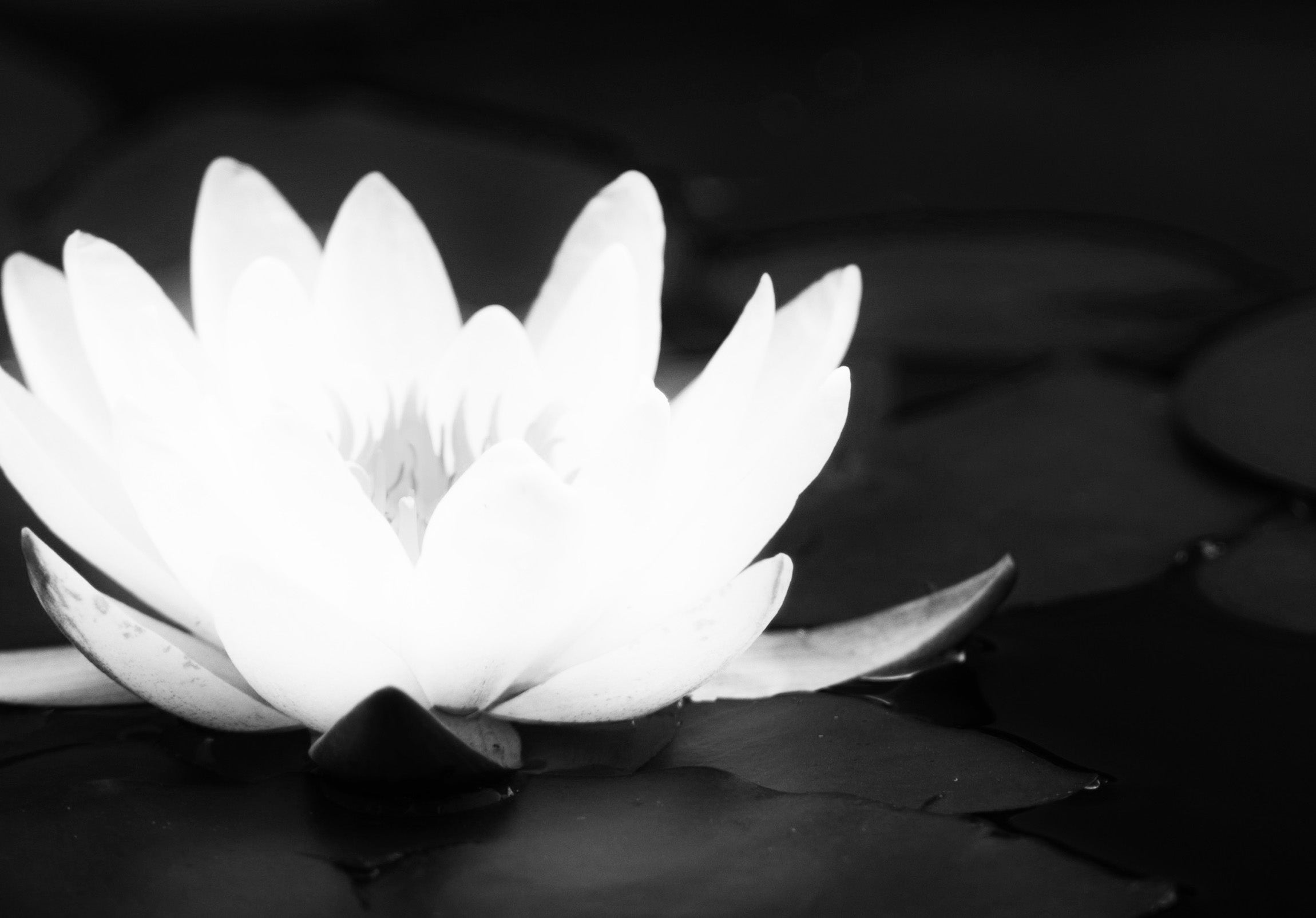 Lotus_Flower-w1.jpg